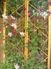 DSCF2780