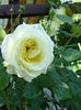 DSC08807