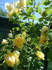 DSC08832