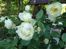 DSC08900