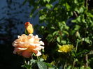 DSC08915