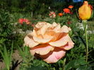DSC08920