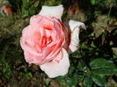 DSC08932