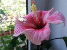 Pink dream