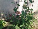 Lonicera