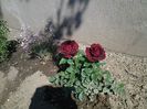 Dimov48