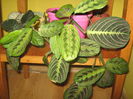 Picture My plants 3581
