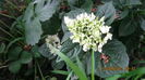 Beautensia  Coco