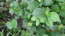 hortensia