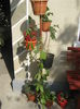 Picture My plants 3538