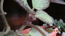 episcia cu boboci
