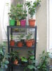 Picture My plants 3550