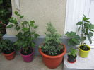 Picture My plants 3555