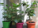 Picture My plants 3586
