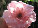 Picture My plants 3592