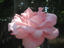 Picture My plants 3590