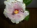 SAM_5907