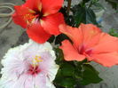 SAM_5909