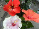 SAM_5911