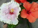 SAM_5912