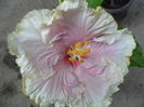 SAM_5917