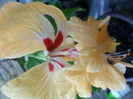 SAM_5921