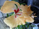 SAM_5922