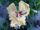 SAM_5923