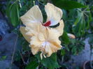 SAM_5924