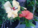 SAM_5925