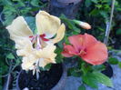 SAM_5926