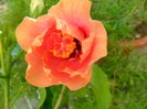 SAM_5927