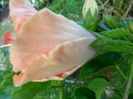 SAM_5929