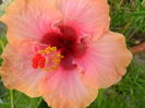 SAM_5935