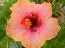 SAM_5937