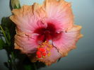 SAM_5939