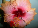 SAM_5940