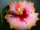 SAM_5942