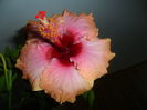SAM_5945