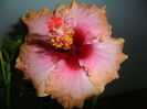 SAM_5947
