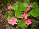 Strawberry Flowers (2015, May 02)