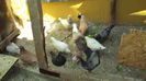 DSC07070