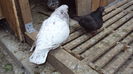 DSC07075