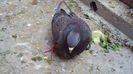 DSC07081