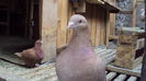DSC07091