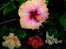 SAM_5948