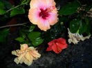 SAM_5949