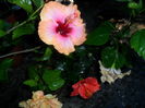 SAM_5950
