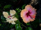 SAM_5954