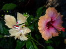 SAM_5955